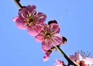 如何从安卓手机安全模式中恢复到正常模式（通过简单操作）
