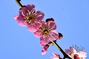 如何从安卓手机安全模式中恢复到正常模式（通过简单操作）