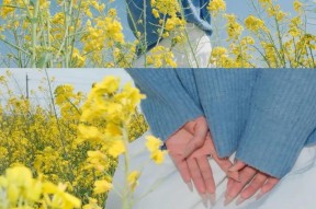 荣耀手机拍摄油菜花的技巧是什么？如何设置相机参数？