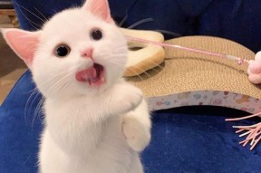如何给看手机的猫拍摄照片？