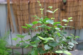 如何培养茉莉花的旺盛生长（掌握关键技巧）
