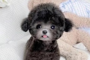 如何训练泰迪幼犬成为乖巧听话的伴侣犬（以科学方法培养泰迪幼犬良好的行为习惯）