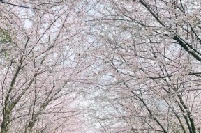 三星手机如何拍出全景照片？拍照技巧有哪些？