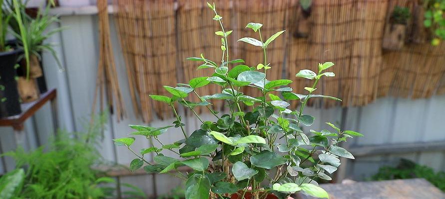 如何培养茉莉花的旺盛生长（掌握关键技巧）  第1张
