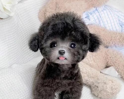 如何训练泰迪幼犬成为乖巧听话的伴侣犬（以科学方法培养泰迪幼犬良好的行为习惯）  第1张