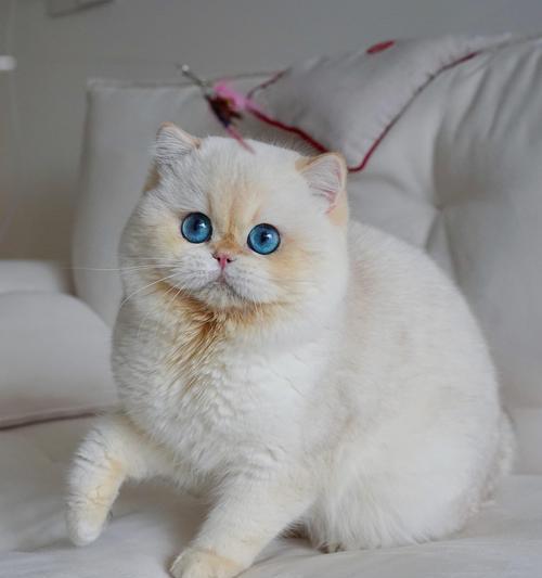如何给看手机的猫拍摄照片？  第2张
