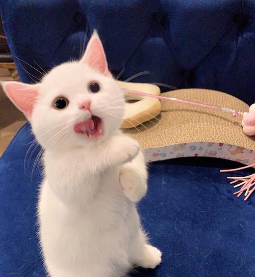 如何给看手机的猫拍摄照片？  第1张