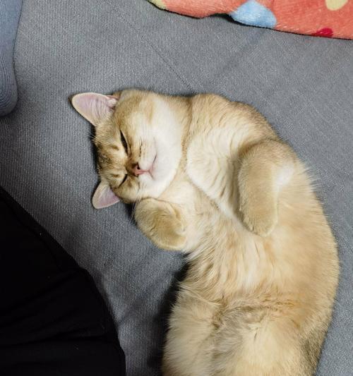 如何给看手机的猫拍摄照片？  第3张