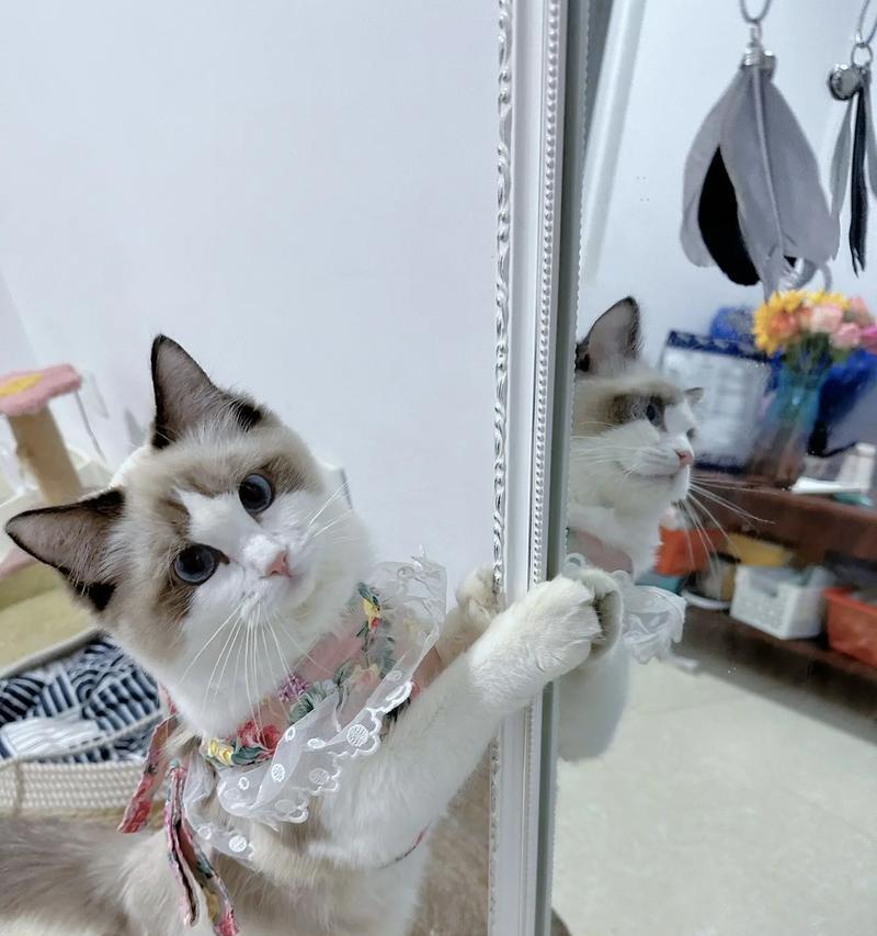 给小猫戴运动相机镜头安全吗？正确佩戴方法是什么？  第3张