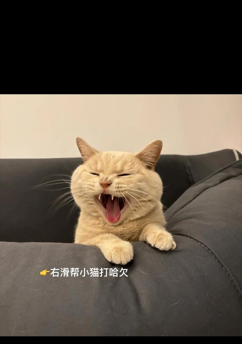 给小猫戴运动相机镜头安全吗？正确佩戴方法是什么？  第2张