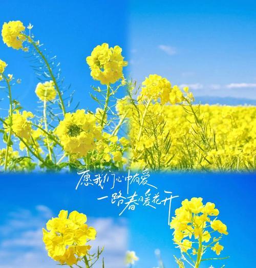 荣耀手机拍摄油菜花的技巧是什么？如何设置相机参数？  第2张