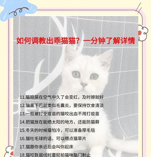 数据线如何用于训练猫咪？  第2张